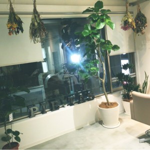 植物入荷しました